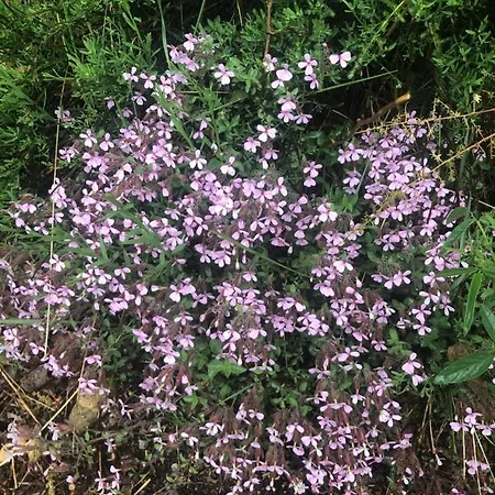 펜션 Le Pimayon 마노스크