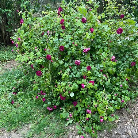 Le Pimayon 마노스크