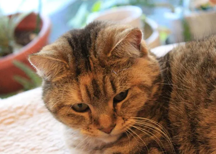 Le Pimayon Holiday home *