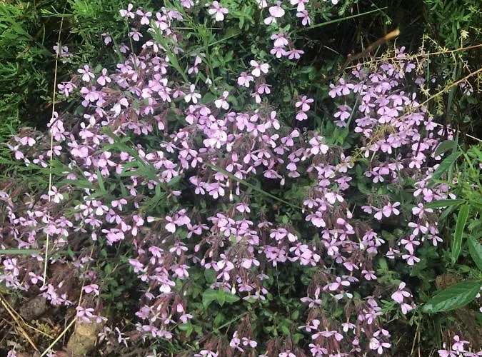 Holiday home Le Pimayon Manosque