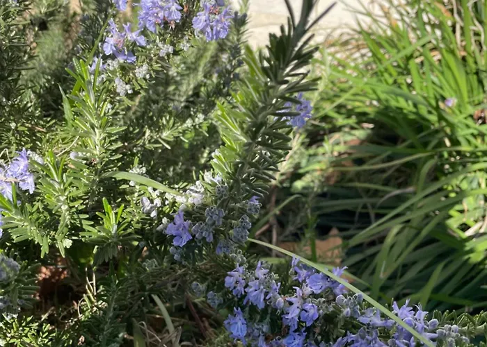 Holiday home Le Pimayon *