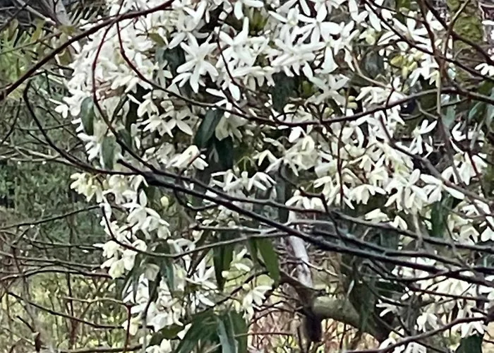 Le Pimayon * Manosque