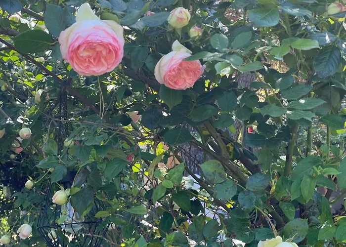 Le Pimayon Holiday home *