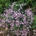 Hébergement de vacances Le Pimayon Manosque