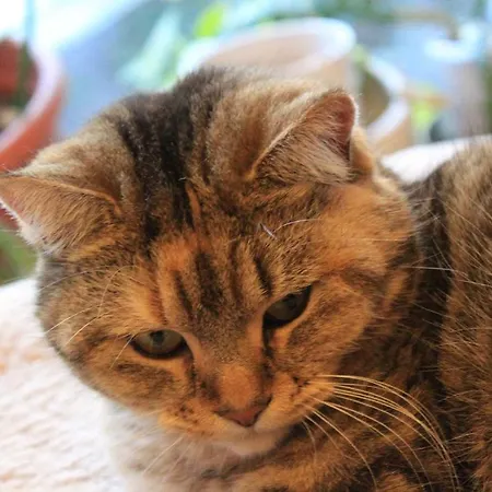 Le Pimayon Hébergement de vacances *